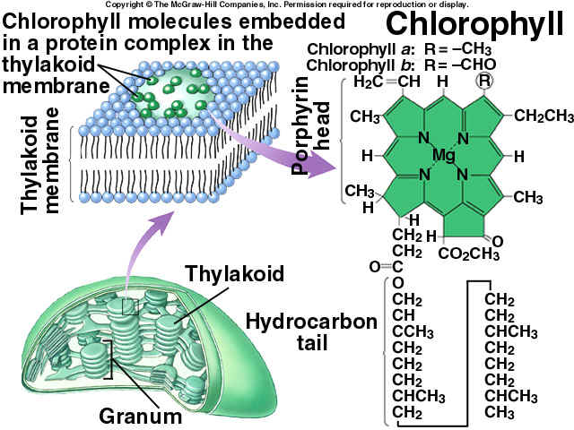 How Is Chlorophyll Arranged? | Socratic